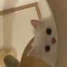 (Category: ) located in . Submitted by 1lovesnoopy (Listing ID 1360221194, Image 1). Description: .