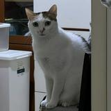 (分類:)位於 。 由 Judy456 提交(商品編號 1377846456,圖片 1)。簡介: 。