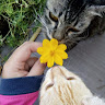 (Category: ) located in . Submitted by amyse (Listing ID 1382732994, Image 1). Description: .