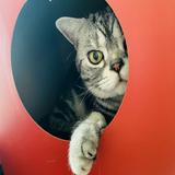 （分類：）位於 。 由 catcatbb88 提交（商品編號 1361320324，圖片 1）。簡介： 。
