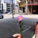 由 eloisewww (刊登 ID 1378893055，圖片 1) 提交，位於 的 (類別：)，說明：。
