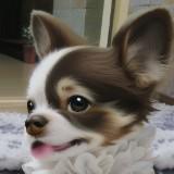 (Category: ) located in . Submitted by tradebatokeast (Listing ID 1343078563, Image 1). Description: .