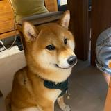 由 0926613 (刊登 ID 1229614387，圖片 1) 提交，位於 的 (類別：)，說明：。