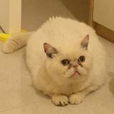 （分類：）位於 。 由 pei_good 提交（商品編號 1359072360，圖片 1）。簡介： 。