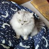 (Category: ) located in . Submitted by salsagreycat (Listing ID 1377067624, Image 1). Description: .