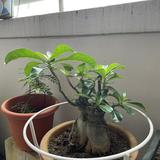 (Category: ) located in . Submitted by raymondhome (Listing ID 1263773225, Image 1). Description: .
