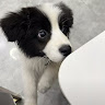 （分類：）位於 。 由 hiiiiiiiiieeeee 提交（商品編號 1336595715，圖片 1）。簡介： 。