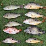 (Category: ) located in . Submitted by fishingfrenzy (Listing ID 1169255776, Image 1). Description: .