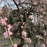 由 inoue_sa (刊登 ID 1384586952，圖片 1) 提交，位於 的 (類別：)，說明：。