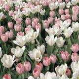 (分類:)位於 。 由 selling.yiii 提交(商品編號 1452202728,圖片 1)。簡介: 。