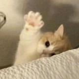 （分類：）位於 。 由 pikaayy 提交（商品編號 1325268930，圖片 1）。簡介： 。