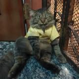 (Category: ) located in . Submitted by syafiqah1059731 (Listing ID 1464727017, Image 1). Description: .