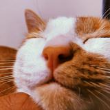 （分類：）位於 。 由 jooo0412 提交（商品編號 1230232396，圖片 1）。簡介： 。