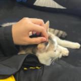 （分類：）位於 。 由 09.16 提交（商品編號 1364873313，圖片 1）。簡介： 。