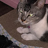 (Category: ) located in . Submitted by cattoro (Listing ID 1342269242, Image 1). Description: .