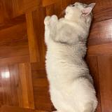（分類：）位於 。 由 rejoyla 提交（商品編號 1247406562，圖片 1）。簡介： 。