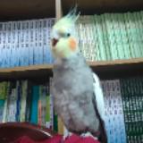 由 happyplayer (刊登 ID 1379787880，圖片 1) 提交，位於 的 (類別：)，說明：。