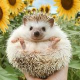 （分類：）位於 。 由 muggleeeee 提交（商品編號 1385398259，圖片 1）。簡介： 。
