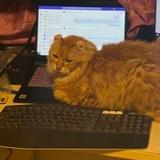 (Category: ) located in . Submitted by vv_lab (Listing ID 1376938423, Image 1). Description: .