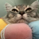 (Category: ) located in . Submitted by Anneee (Listing ID 1441678427, Image 1). Description: .
