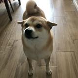 （分類：）位於 。 由 monicayuwl 提交（商品編號 1373377091，圖片 1）。簡介： 。