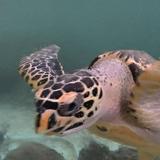 由 pigfish61227 (刊登 ID 1386462095，圖片 1) 提交，位於 的 (類別：)，說明：。