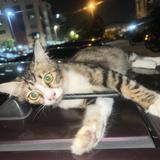 (Category: ) located in . Submitted by myshop_rara (Listing ID 1411957835, Image 1). Description: .