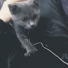 (分類:)位於 。 由 cwcw_ 提交(商品編號 1459517255,圖片 1)。簡介: 。