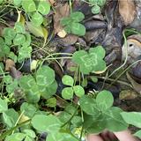 （分類：）位於 。 由 jhy19 提交（商品編號 1309717259，圖片 1）。簡介： 。
