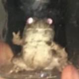 (Category: ) located in . Submitted by garfield_gr (Listing ID 1442840852, Image 1). Description: .
