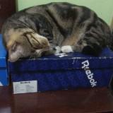 (Kategori: ) berada di . Dikirim oleh wahyu95144 (ID iklan 1386349767, Gambar 1). Deskripsi: .