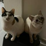 (Category: ) located in . Submitted by strawrayberry (Listing ID 1439762657, Image 1). Description: .