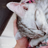 (分類:)位於 。 由 yy21734 提交(商品編號 1452265342,圖片 1)。簡介: 。