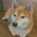 （分類：）位於 。 由 watchs_kingdom 提交（商品編號 1361742693，圖片 1）。簡介： 。