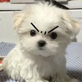 （分類：）位於 。 由 haveaniceday._ 提交（商品編號 1365933468，圖片 1）。簡介： 。