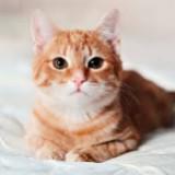 (Category: ) located in . Submitted by catloversingapore (Listing ID 1368686036, Image 1). Description: .