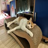 由 cathousee (刊登 ID 1379806589，圖片 1) 提交，位於 的 (類別：)，說明：。