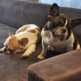 (Kategori: ) berada di . Dikirim oleh rene.bruno (ID iklan 1246025988, Gambar 1). Deskripsi: .