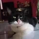 (Kategori: ) berada di . Dikirim oleh lemarimacoy (ID iklan 1359636744, Gambar 1). Deskripsi: .