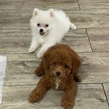 (Category: ) located in . Submitted by maxinezaf (Listing ID 1376855688, Image 1). Description: .