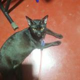 (Category: ) located in . Submitted by kokakk01 (Listing ID 1327430015, Image 1). Description: .