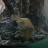 由 iron.turtle.102 (刊登 ID 1379021508，圖片 1) 提交，位於 的 (類別：)，說明：。