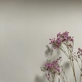 (分類:)位於 。 由 blissfulnana 提交(商品編號 1458464691,圖片 1)。簡介: 。