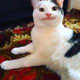 由 cooperwithkpop (刊登 ID 1376189997，圖片 1) 提交，位於 的 (類別：)，說明：。