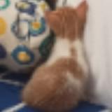 (Category: ) located in . Submitted by jiabauuu (Listing ID 1233038880, Image 1). Description: .