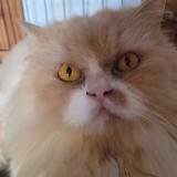 (Category: ) located in . Submitted by sdidi (Listing ID 1373911480, Image 1). Description: .