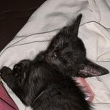(Category: ) located in . Submitted by asdfgggg.gg (Listing ID 1468570233, Image 1). Description: .
