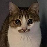 (分類:)位於 。 由 lucycat205 提交(商品編號 1455773304,圖片 1)。簡介: 。