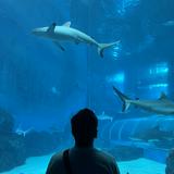 (Category: ) located in . Submitted by ramithr_ (Listing ID 1386069171, Image 1). Description: .