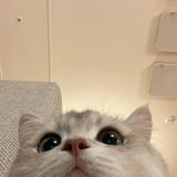 (分類:)位於 。 由 storeroomsssss 提交(商品編號 1424194836,圖片 1)。簡介: 。